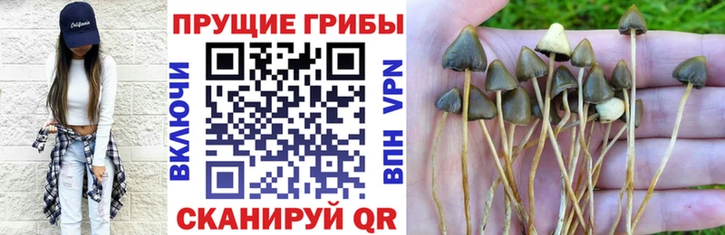 Купить  Талдом  Псилоцибиновые грибы MAGIC MUSHROOMS 